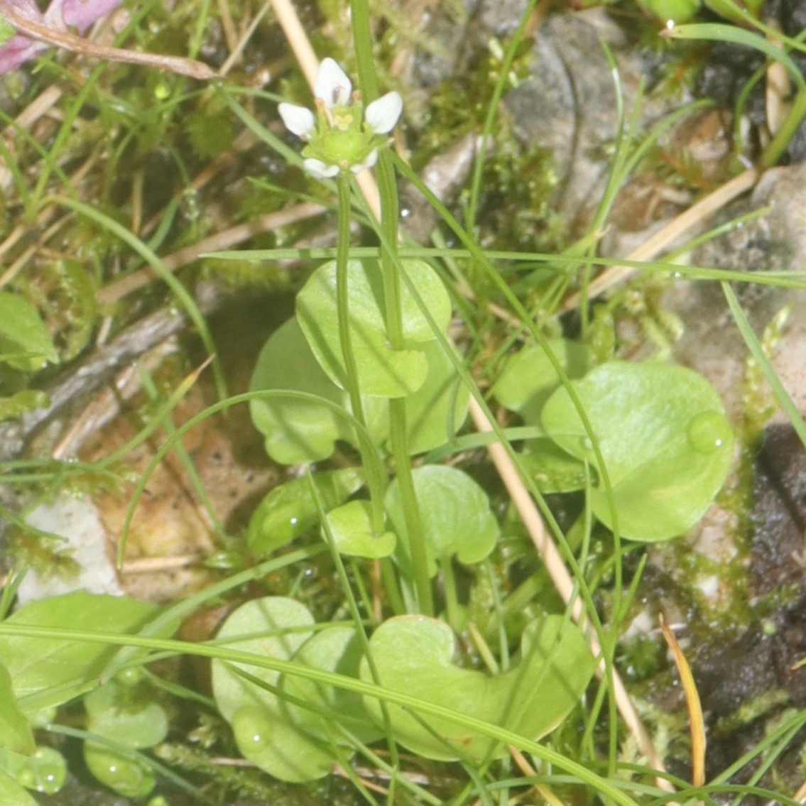 Parnassia alpicola: Parnassia alpicola in Mount Shirouma, Hakuba, Nagano Prefecture, Japan.