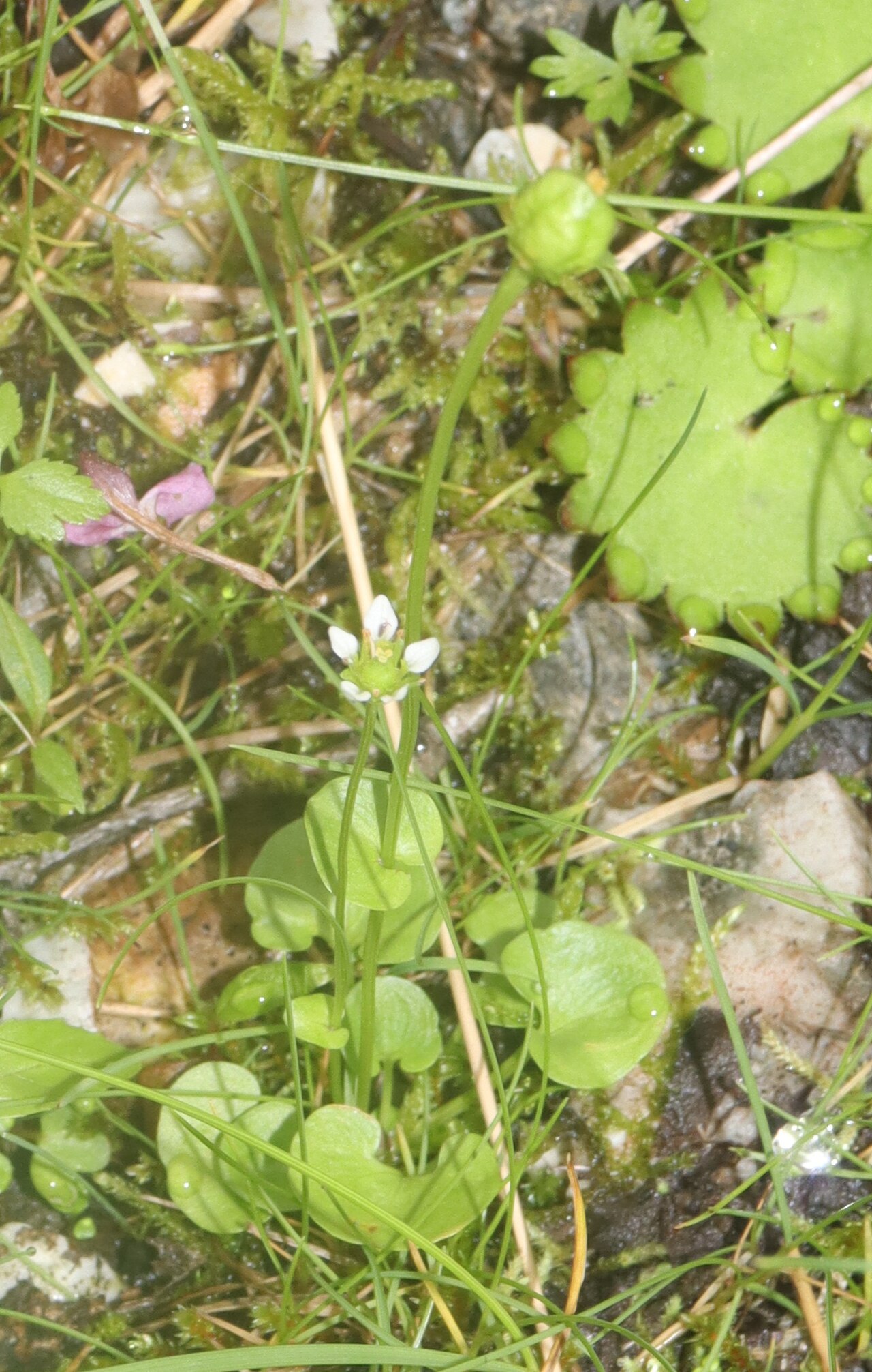 Parnassia alpicola: Parnassia alpicola in Mount Shirouma, Hakuba, Nagano Prefecture, Japan.