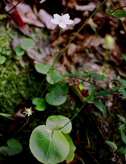 Kidneyleaf grass of Parnassus: Grass of Parnassus, Naconiche Creek, Nacogdoches, Nacogdoches County, October 2004