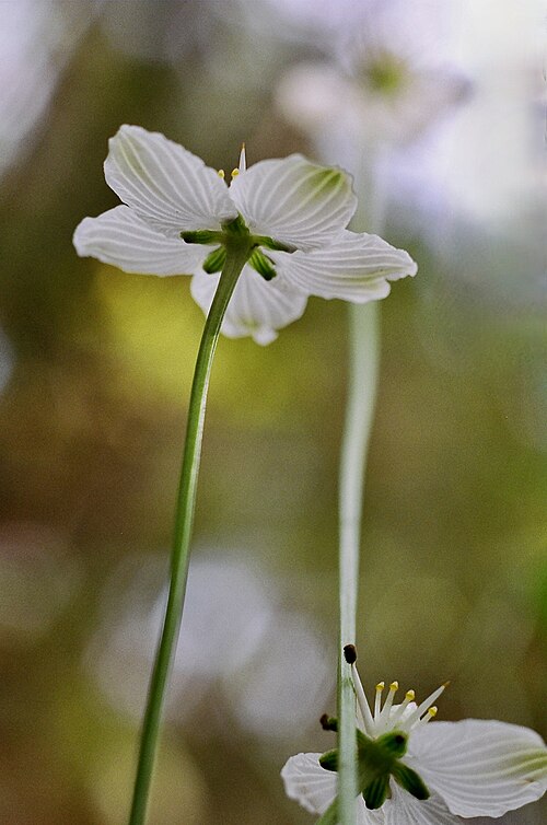 Kidneyleaf grass of Parnassus: Grass of Parnassus, Naconiche Creek, Nacogdoches, Nacogdoches County, October 2004