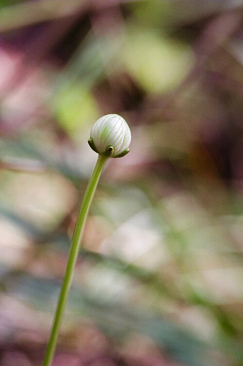 Kidneyleaf grass of Parnassus: Grass of Parnassus, Naconiche Creek, Nacogdoches, Nacogdoches County, October 2004