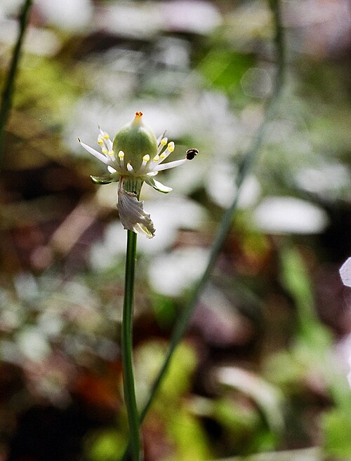 Kidneyleaf grass of Parnassus: Grass of Parnassus, Naconiche Creek, Nacogdoches, Nacogdoches County, October 2004