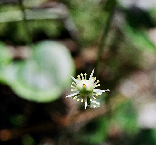 Kidneyleaf grass of Parnassus: Grass of Parnassus, Naconiche Creek, Nacogdoches, Nacogdoches County, October 2004
