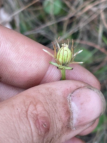 Carolina grass of Parnassus (Parnassia caroliniana)
