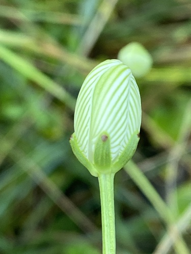 Carolina grass of Parnassus (Parnassia caroliniana)