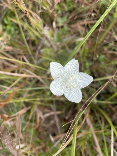 Carolina grass of Parnassus (Parnassia caroliniana)