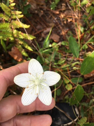Carolina grass of Parnassus (Parnassia caroliniana)