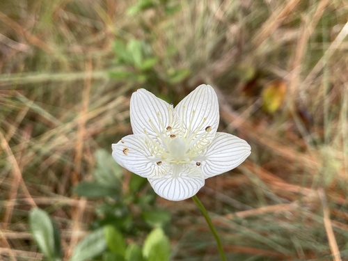 Carolina grass of Parnassus (Parnassia caroliniana)