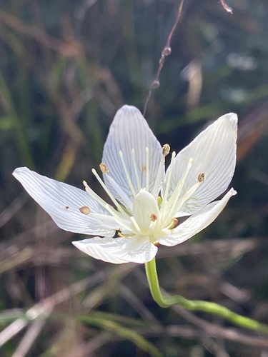 Carolina grass of Parnassus (Parnassia caroliniana)