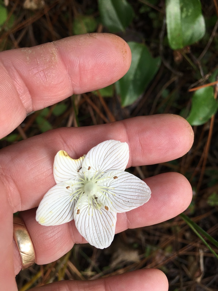Carolina grass of Parnassus (Parnassia caroliniana)