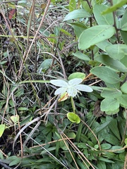 Carolina grass of Parnassus (Parnassia caroliniana)