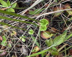 Carolina grass of Parnassus (Parnassia caroliniana)