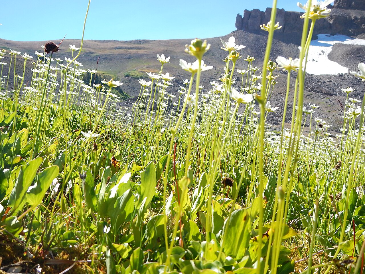 Fringed grass of Parnassus: This is a distinctively large and showy population in the subalpine of Alaska Basin. The small sessile stem leaf and fringed petal margins combine to distiguish