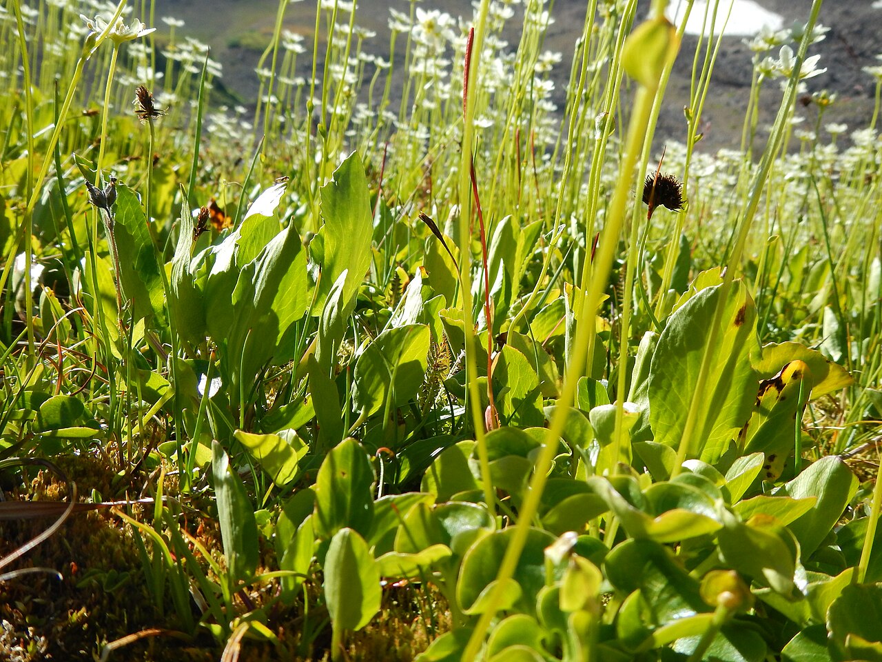 Fringed grass of Parnassus: This is a distinctively large and showy population in the subalpine of Alaska Basin. The small sessile stem leaf and fringed petal margins combine to distiguish