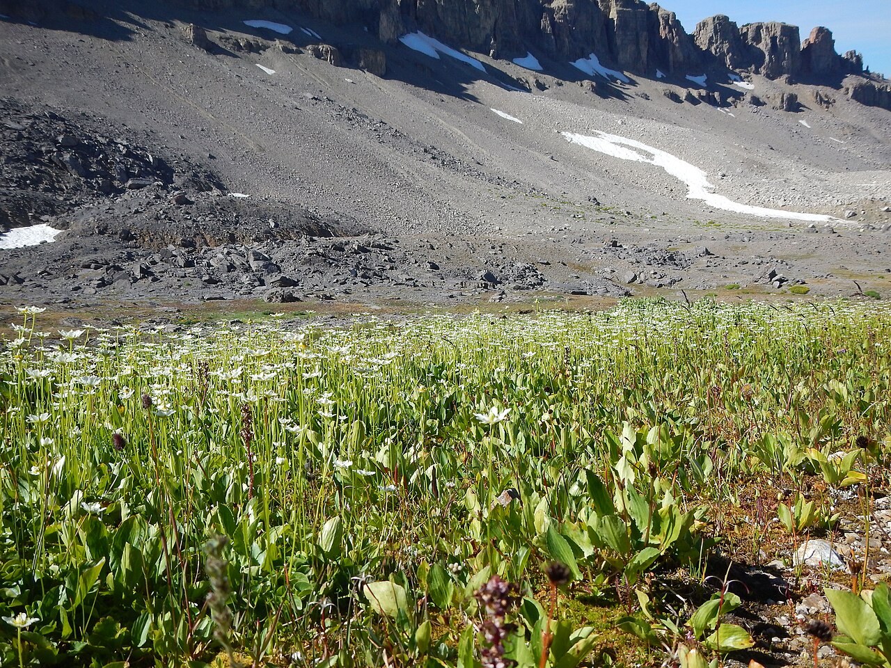 Fringed grass of Parnassus: This is a distinctively large and showy population in the subalpine of Alaska Basin. The small sessile stem leaf and fringed petal margins combine to distiguish