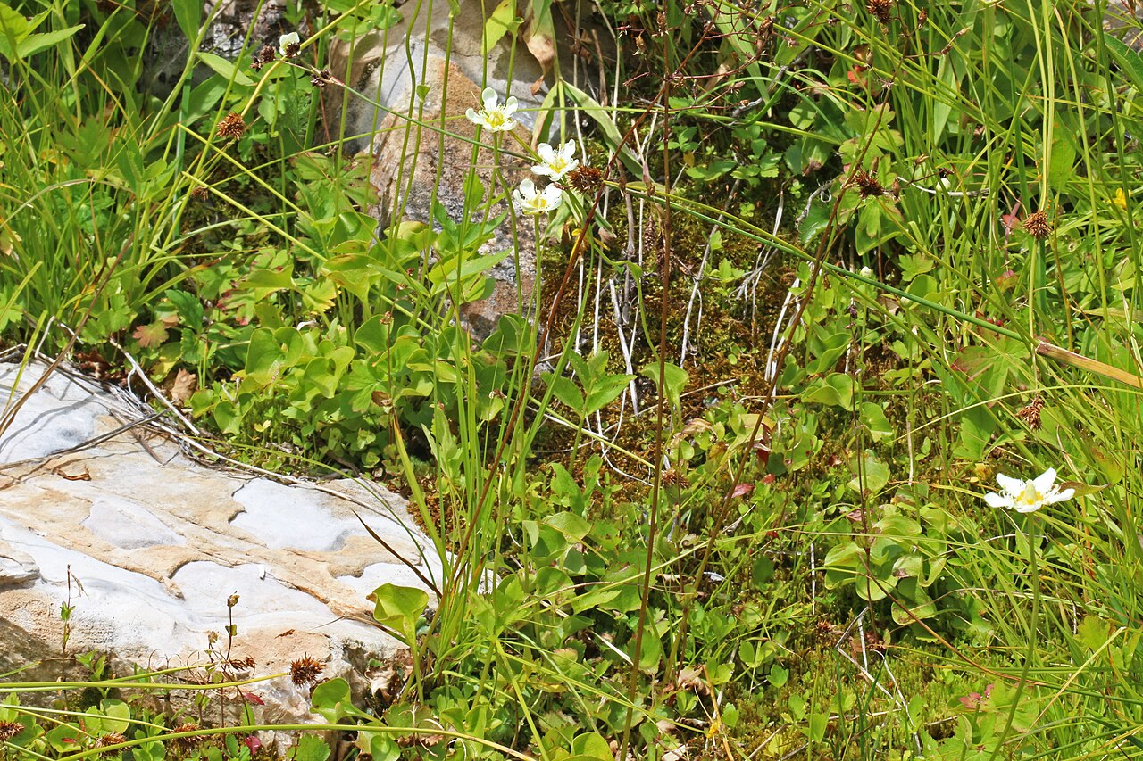 Fringed grass of Parnassus: Fringed grass of Parnassus (Parnassia fimbriata), Saxifrage family (Saxifragaceae). Along the Mount Timpanogos Trail, Utah.