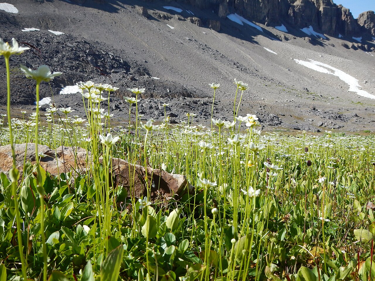 Fringed grass of Parnassus: This is a distinctively large and showy population in the subalpine of Alaska Basin. The small sessile stem leaf and fringed petal margins combine to distiguish