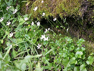 Fringed grass of Parnassus: August 19, 2010