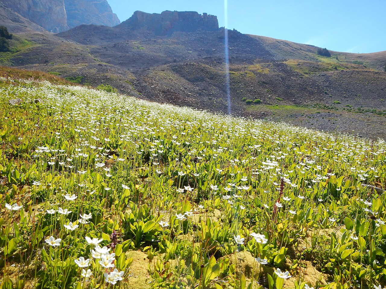 Fringed grass of Parnassus: This is a distinctively large and showy population in the subalpine of Alaska Basin. The small sessile stem leaf and fringed petal margins combine to distiguish