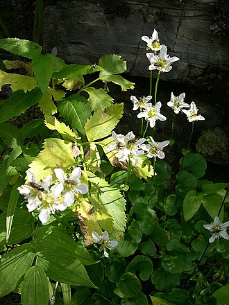 Fringed grass of Parnassus: August 19, 2010