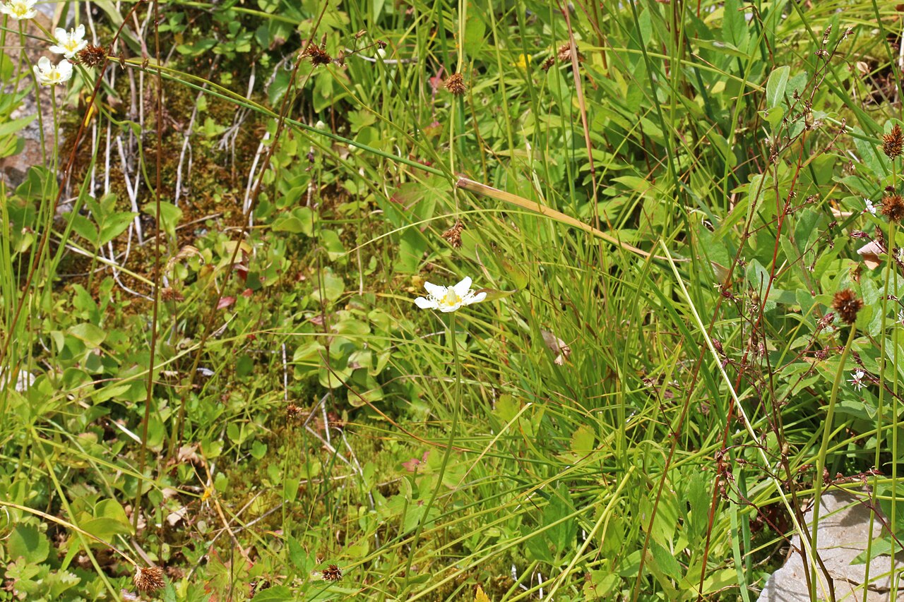 Fringed grass of Parnassus: Fringed grass of Parnassus (Parnassia fimbriata), Saxifrage family (Saxifragaceae). Along the Mount Timpanogos Trail, Utah.