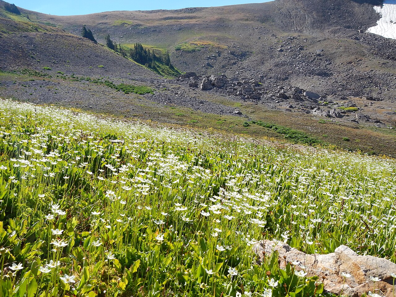 Fringed grass of Parnassus: This is a distinctively large and showy population in the subalpine of Alaska Basin. The small sessile stem leaf and fringed petal margins combine to distiguish