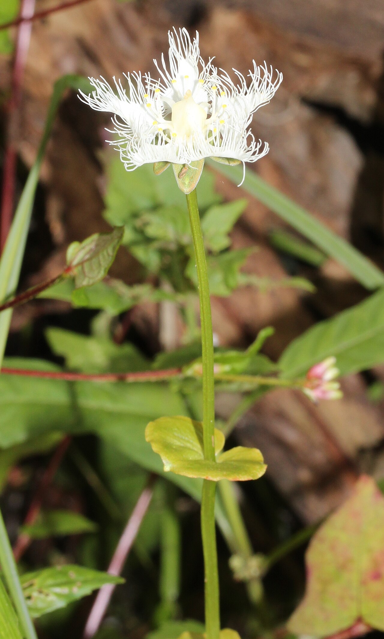 Parnassia foliosa: Parnassia foliosa var. nummularia , in Mount Mominuka, Hida, Gifu prefecture , Japan .
