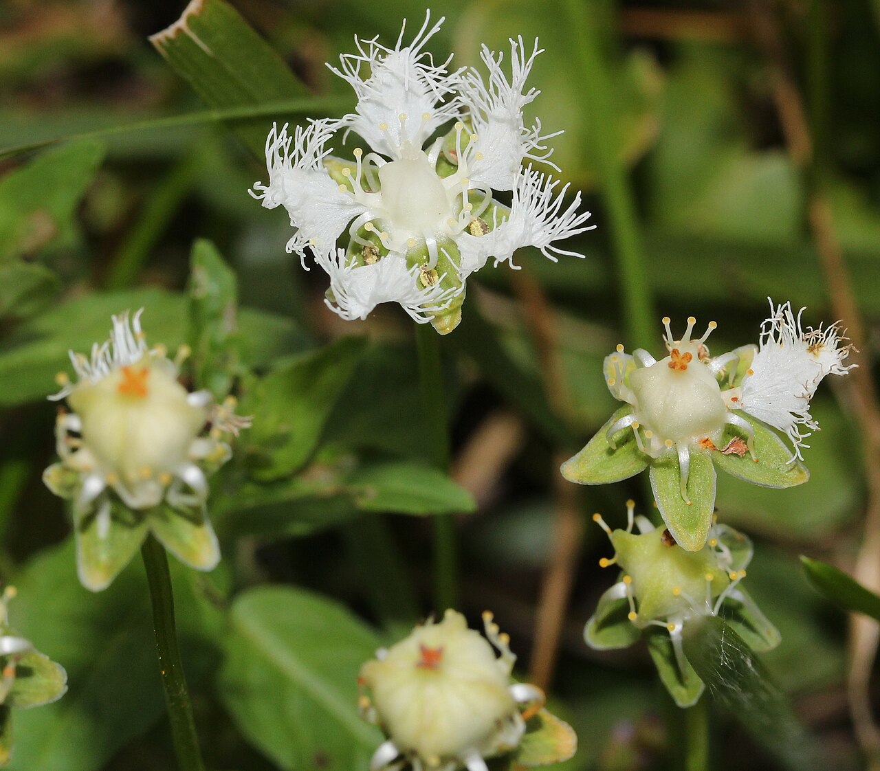 Parnassia foliosa: Parnassia foliosa var. nummularia in Hirugano bog botanical garden, Gujō, Gifu prefecture , Japan .