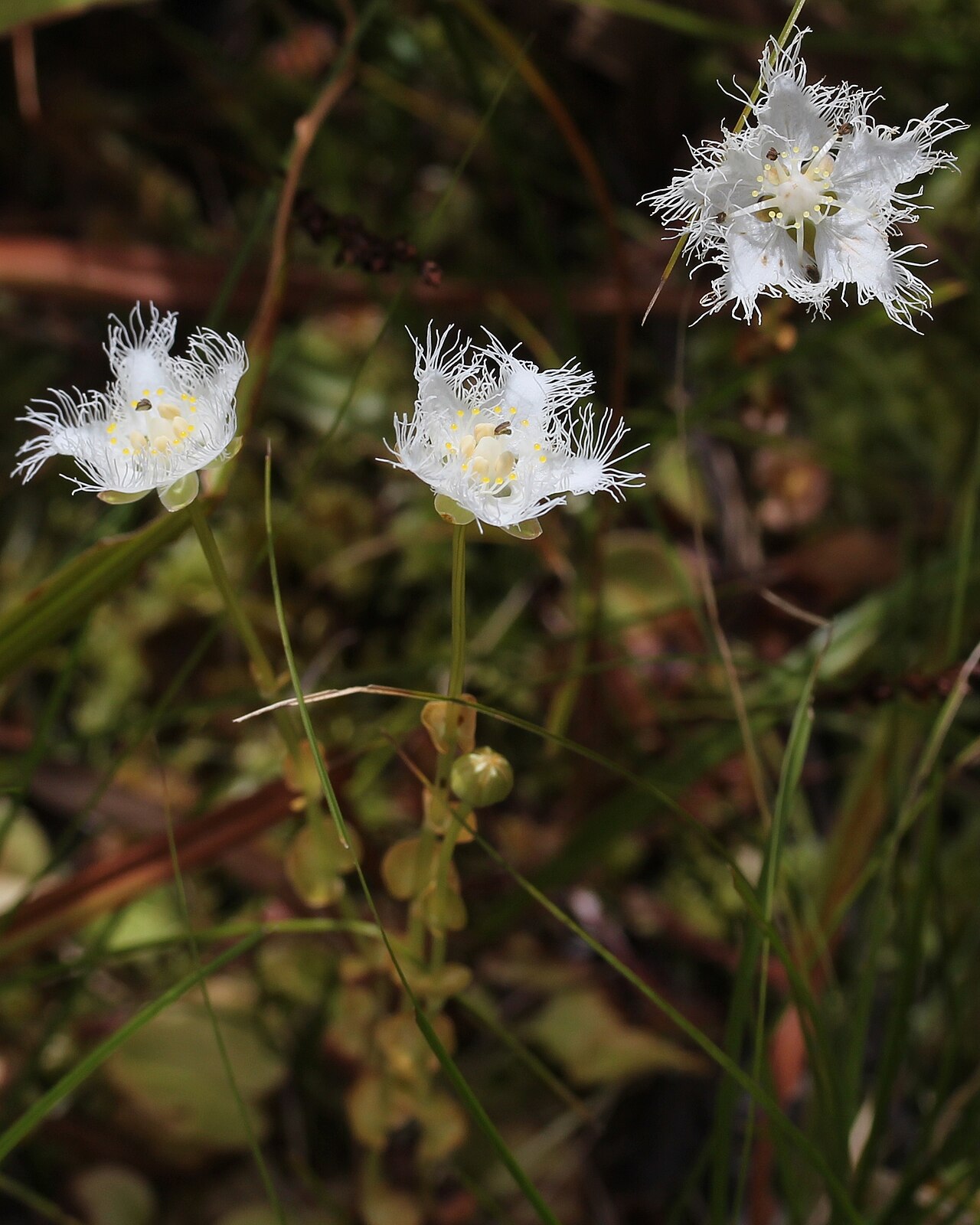 Parnassia foliosa: Parnassia foliosa var. nummularia , in Mount Mominuka, Hida, Gifu prefecture , Japan .
