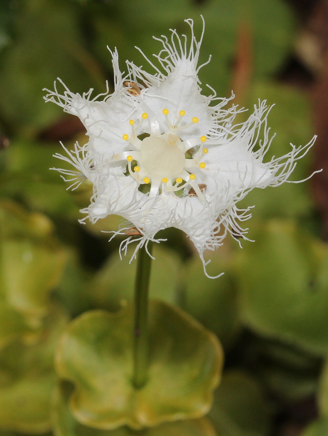 Parnassia foliosa: Parnassia foliosa var. nummularia , in Mount Mominuka, Hida, Gifu prefecture , Japan .