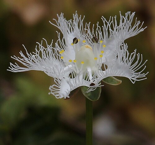 Parnassia foliosa: Parnassia foliosa var. nummularia , in Mount Mominuka, Hida, Gifu prefecture , Japan .