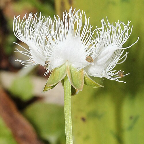 Parnassia foliosa: Parnassia foliosa var. nummularia , in Mount Mominuka, Hida, Gifu prefecture , Japan .