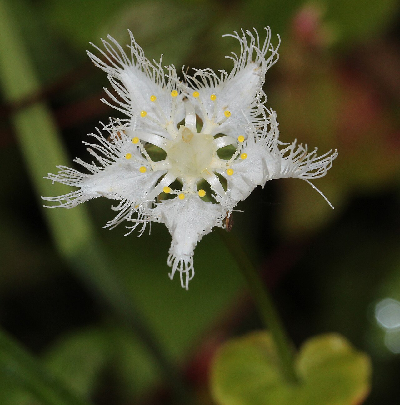 Parnassia foliosa: Parnassia foliosa var. nummularia , in Mount Mominuka, Hida, Gifu prefecture , Japan .