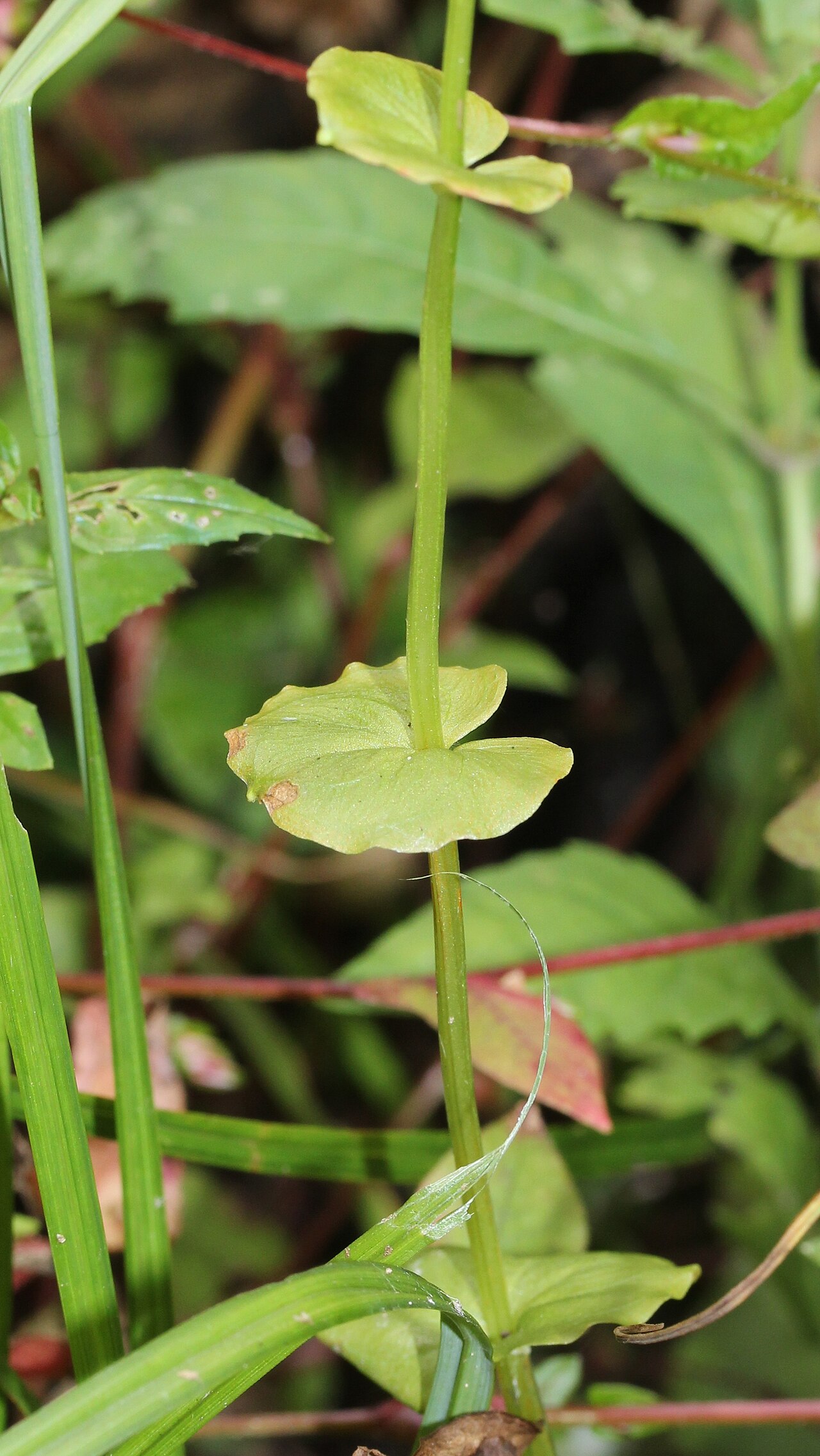 Parnassia foliosa: Parnassia foliosa var. nummularia , in Mount Mominuka, Hida, Gifu prefecture , Japan .