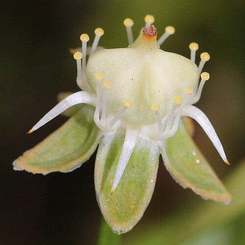 Parnassia foliosa: Parnassia foliosa var. nummularia , in Mount Mominuka, Hida, Gifu prefecture , Japan .