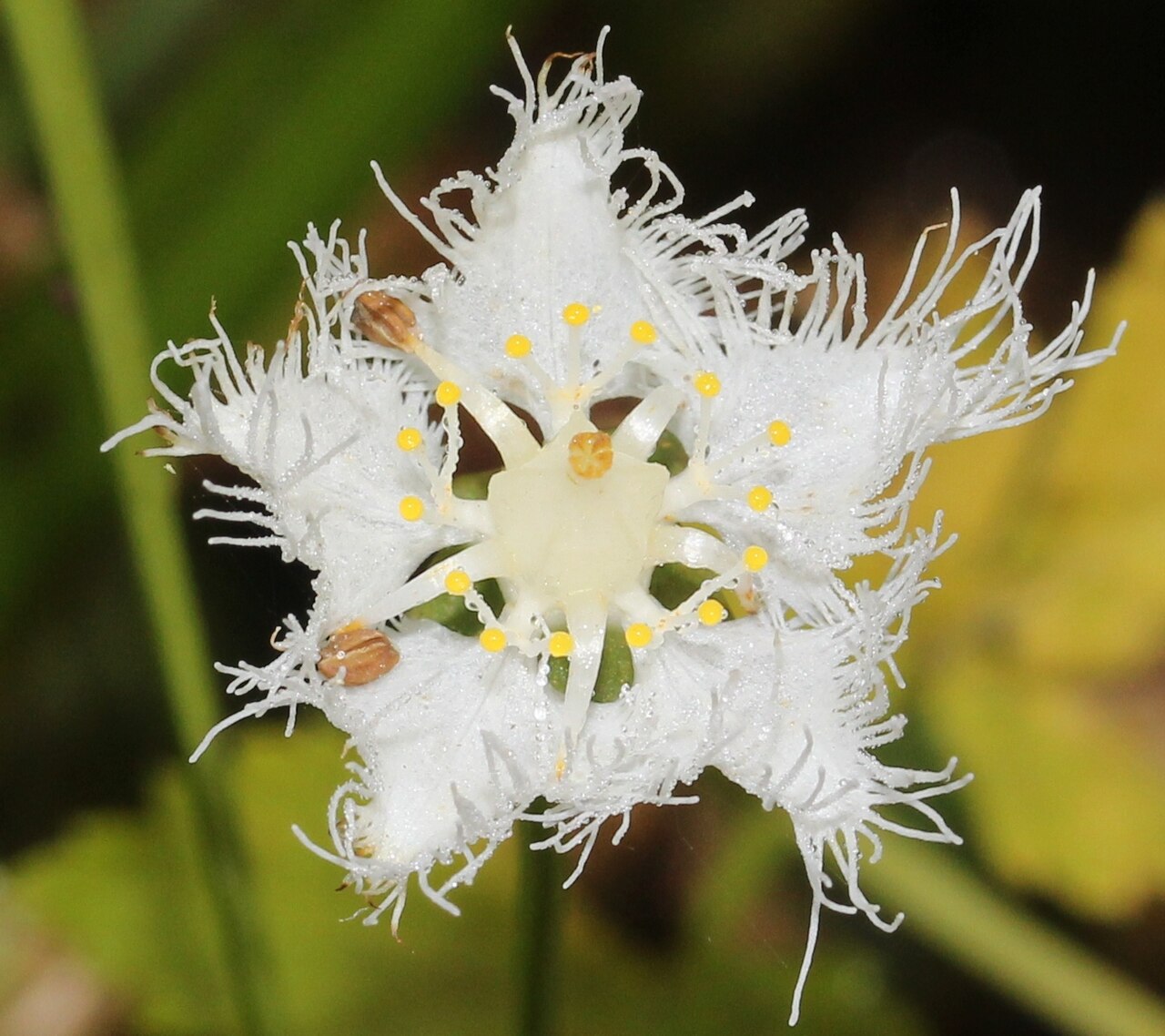 Parnassia foliosa: Parnassia foliosa var. nummularia with nectar, in Mount Mominuka, Hida, Gifu prefecture , Japan .