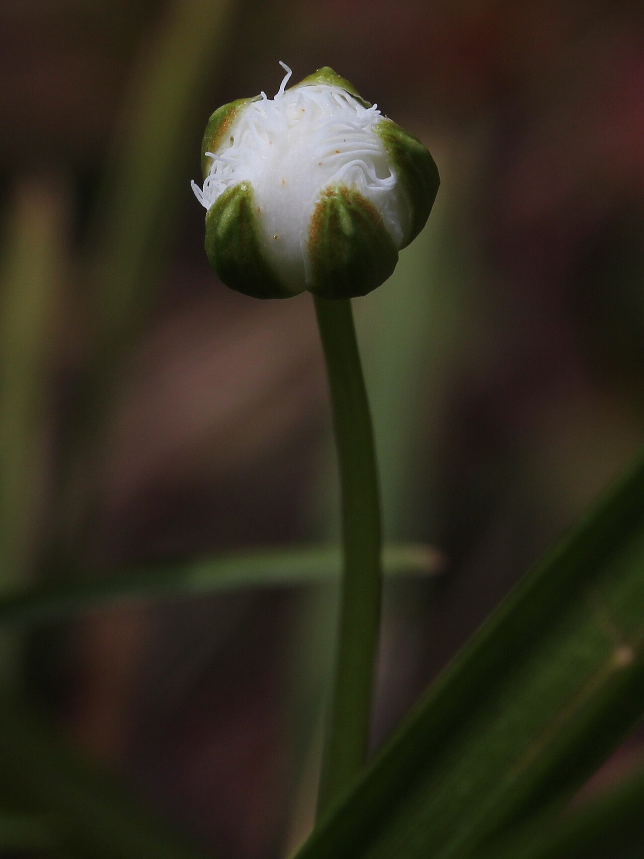 Parnassia foliosa: Parnassia foliosa var. nummularia , in Mount Mominuka, Hida, Gifu prefecture , Japan .