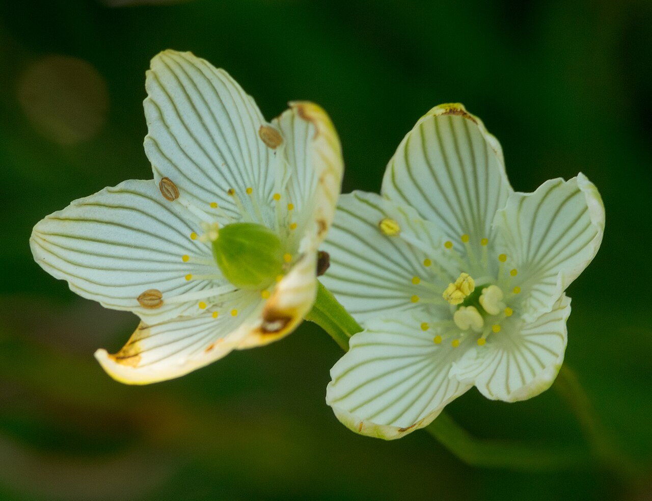 Fen grass of Parnassus: Snake Creek Fen Wisconsin State Natural Area #281 Green Lake County