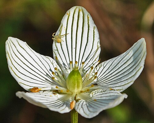 Fen grass of Parnassus: Muir Park State Natural Area, Marquette Co., WI