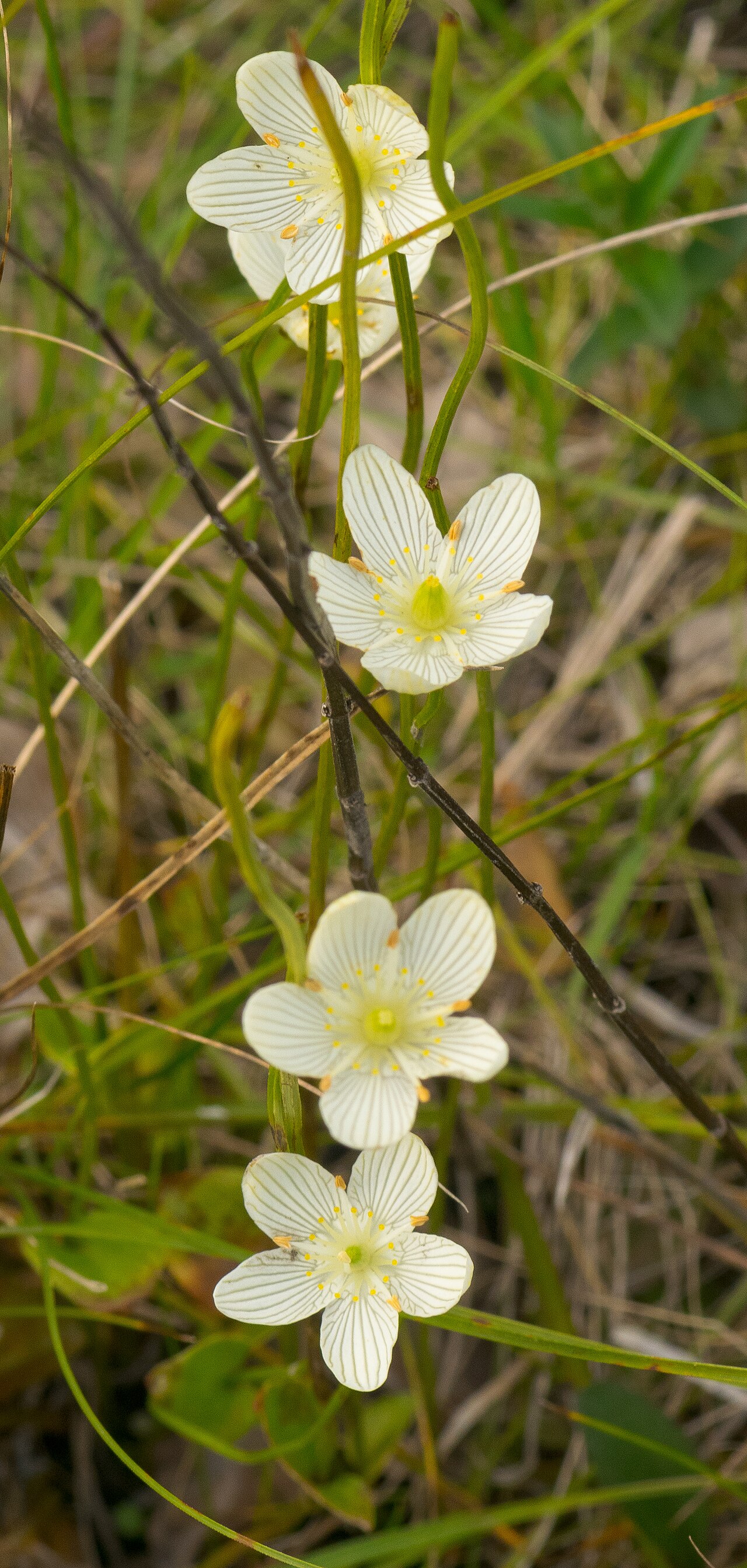 Fen grass of Parnassus: Badfish Creek Wet Prairie & Spring Seeps Wisconsin State Natural Area #681 Badfish Creek Wildlife Area Dane County