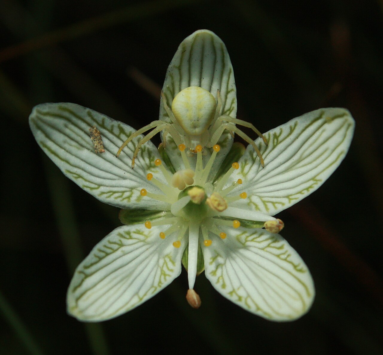 Fen grass of Parnassus: Grass of Parnassus (Parnassia glauca) in a fen (minerotrophic peatland) in Saint-Fabien, Bas-Saint-Laurent region, Québec.