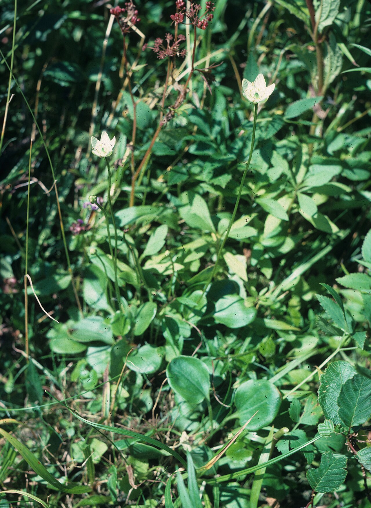 Fen grass of Parnassus: Nom français : parnassie à feuilles glauques. Nom anglais : fen grass-of-Parnassus. Inflorescences (fleurs) de parnassie à feuilles glauques, en milieu naturel.