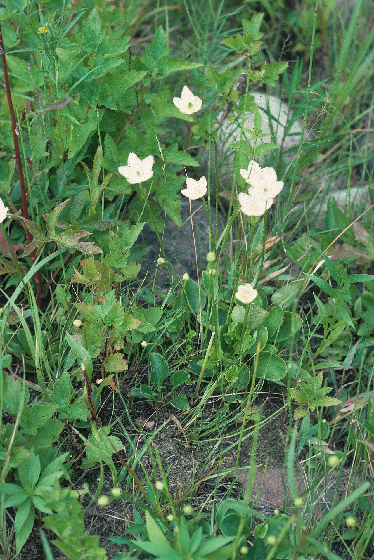 Fen grass of Parnassus: Nom français : parnassie à feuilles glauques. Nom anglais : fen grass-of-Parnassus. Inflorescences (fleurs) de parnassie à feuilles glauques, en milieu naturel.