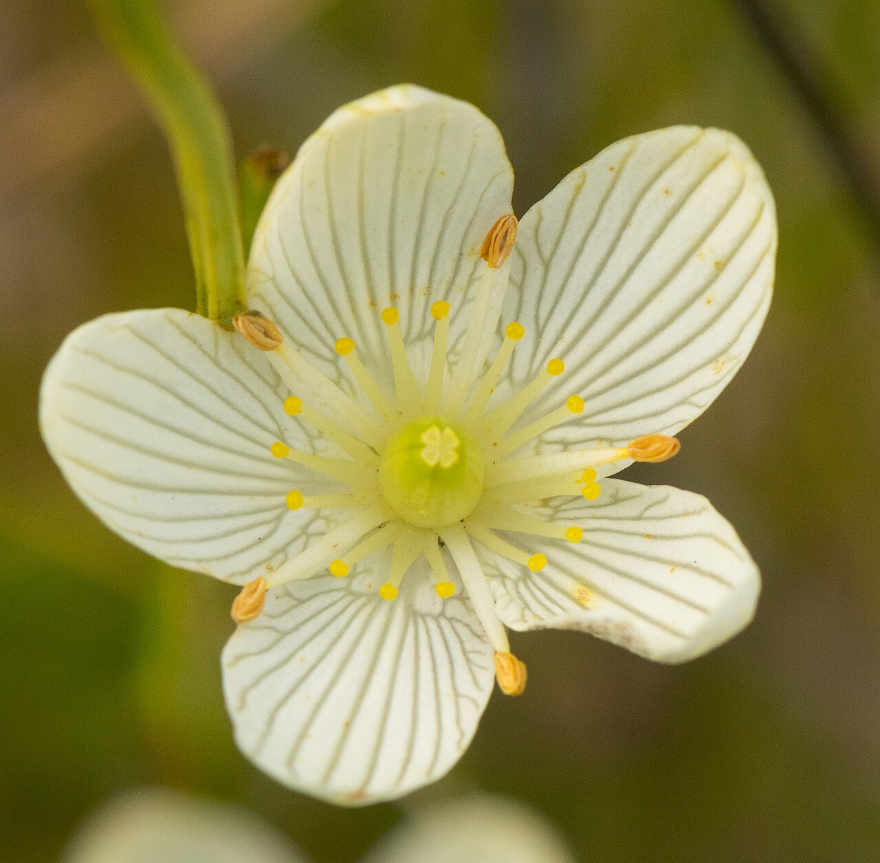 Fen grass of Parnassus: Badfish Creek Wet Prairie & Spring Seeps Wisconsin State Natural Area #681 Badfish Creek Wildlife Area Dane County