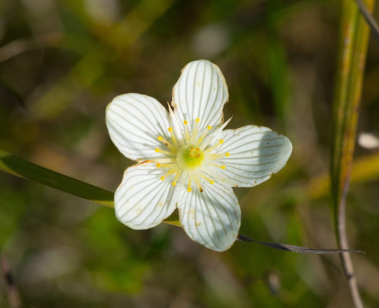 Fen grass of Parnassus: Clover Valley Fen Wisconsin State Natural Area #213 Walworth County