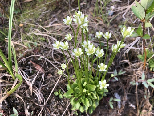 Kotzebue's grass of Parnassus (Parnassia kotzebuei)