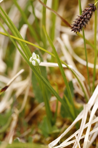 Kotzebue's grass of Parnassus (Parnassia kotzebuei)