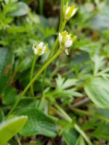 Kotzebue's grass of Parnassus (Parnassia kotzebuei)