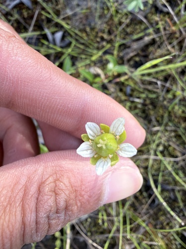 Kotzebue's grass of Parnassus (Parnassia kotzebuei)