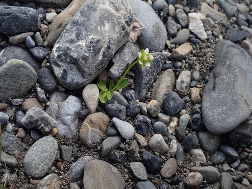 Kotzebue's grass of Parnassus (Parnassia kotzebuei)